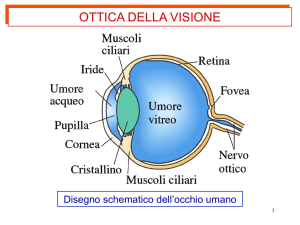 MC-25-ottica della visione