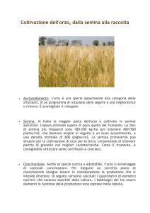 Coltivazione dell`orzo, dalla semina alla raccolta