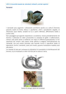 UD2.1.3 Avversità causate da: nematodi