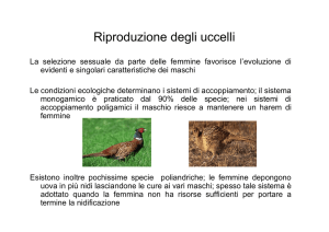 Riproduzione degli uccelli