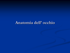 Anatomia dell` occhio