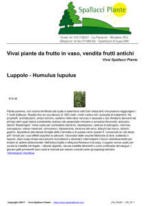 Vivai piante da frutto in vaso, vendita frutti antichi