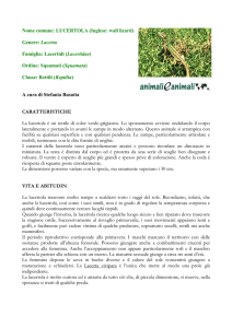 LUCERTOLA - Animali e Animali