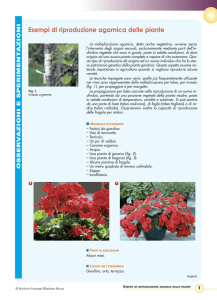 Esempi di riproduzione agamica delle piante