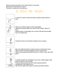 il ciclo del grano