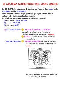 IL SISTEMA SCHELETRICO DEL CORPO UMANO