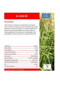 karbor - borando sementi