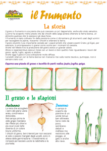 Il grano e le stagioni - Terranostra Lombardia