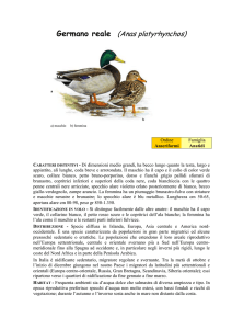 Germano reale (Anas platyrhynchos)