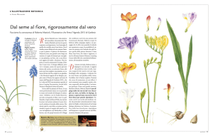 Dal seme al fiore, rigorosamente dal vero