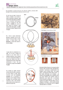 Il campo visivo - Digilander
