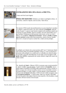 estrazione dna frutta.pub