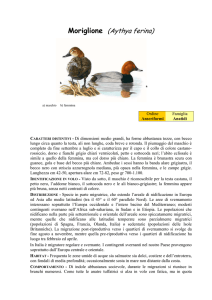 MORIGLIONE (Aythya ferina)