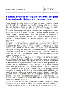 scarica il pdf