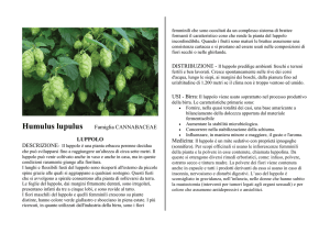 Humulus lupulus