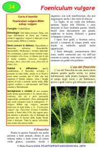 Foeniculum vulgare - Piante spontanee in cucina