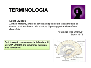 Sistema limbico