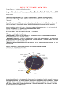 DISSEZIONE DELL`OCCHIO