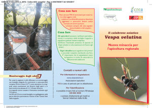Vespa Velutina - Comune di Galliera