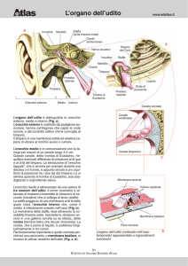 L`organo dell`udito