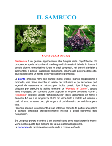 IL SAMBUCO