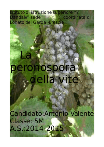 La peronospora della vite