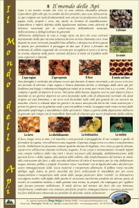 Il mondo delle Api - Parco Nazionale dell`Appennino Tosco