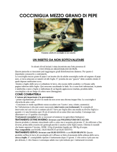 COCCINIGLIA MEZZO GRANO DI PEPE