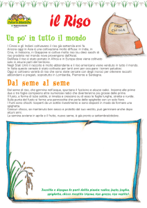 Riso - Terranostra Lombardia