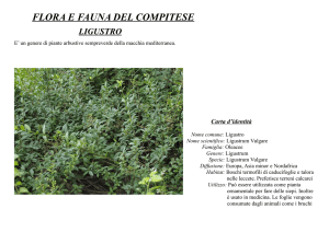 FLORA E FAUNA DEL COMPITESE