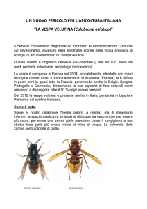 UN NUOVO PERICOLO PER L`APICOLTURA ITALIANA “LA VESPA