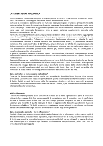 la fermentazione malolattica