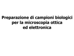 Diapositiva 1 - e