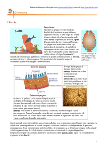 I Poriferi - Home page di Giampiero Meneghin