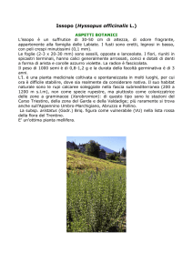 Salvia officinalis L - Pianteofficinali.org
