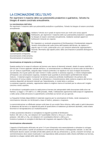 LA CONCIMAZIONE DELL`OLIVO