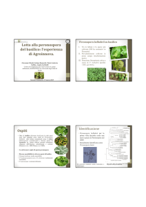 Lotta alla peronospora del basilico - Aipp, Associazione italiana per