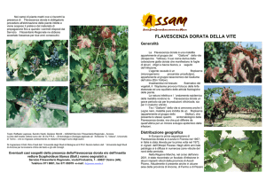 FLAVESCENZA DORATA DELLA VITE
