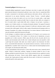 Nematodi galligeni (Meloidogyne spp.)
