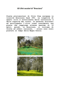 Gli Ulivi secolari di Braccia