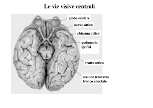 Le vie visive centrali - Dipartimento di Psicologia