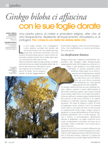 Ginkgo biloba ci affascina con le sue foglie dorate