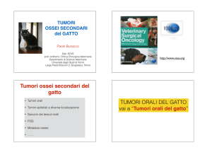 Tumori ossei secondari gatto – BURACCO