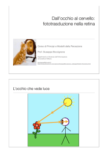 Dall`occhio al cervello: fototrasduzione nella retina