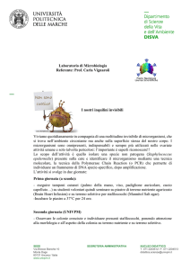 Laboratorio di Microbiologia Referente: Prof. Carla Vignaroli I nostri