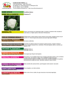 Cavolfiore bianco Flamenco F1