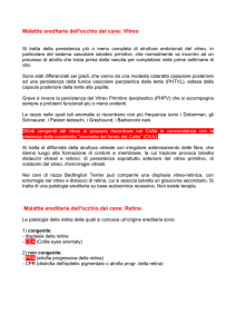 Malattie ereditarie dell`occhio del cane: Vitreo Malattie ereditarie dell