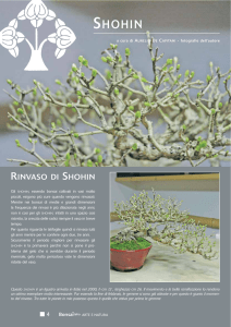 shohin - Scuola d`Arte Bonsai