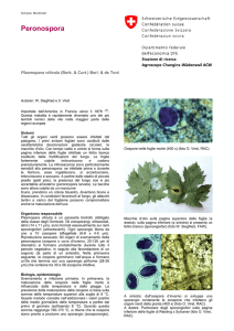 Peronospora