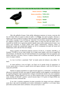 Oltre alla gallinella d`acqua, l`altro rallide, abbastanza numeroso in